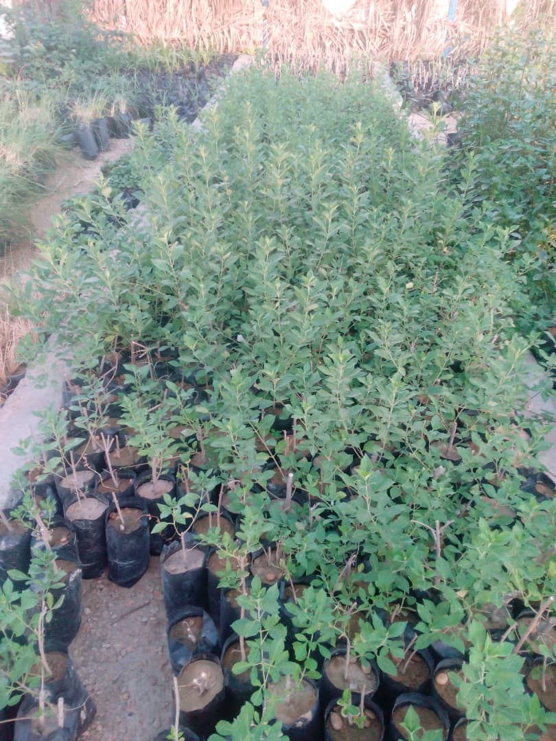 آبشار طوف خیمه سوق