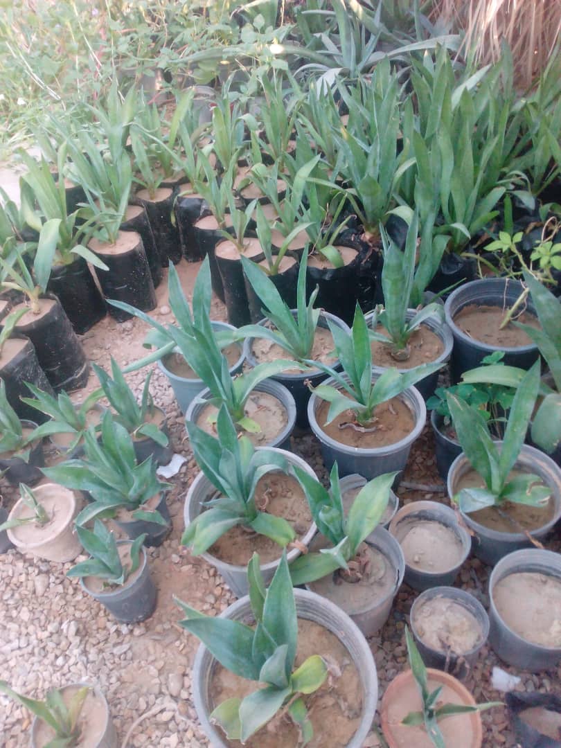 آبشار طوف خیمه سوق