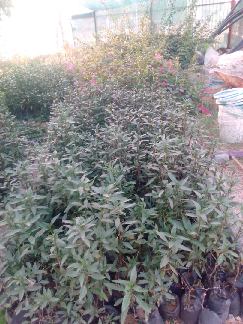 آبشار طوف خیمه سوق